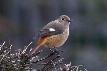 Daurian Redstart Osaka Tsurumi Ryokuchi Thu, 1/4/2018