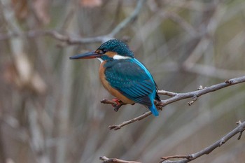 Common Kingfisher Osaka Tsurumi Ryokuchi Thu, 1/4/2018