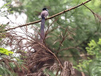 サンコウチョウ 八王子城跡 2022年6月18日(土)