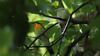 2022年6月12日(日) 大阪城公園の野鳥観察記録