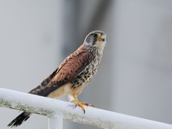 2022年6月19日(日) 柏尾川の野鳥観察記録