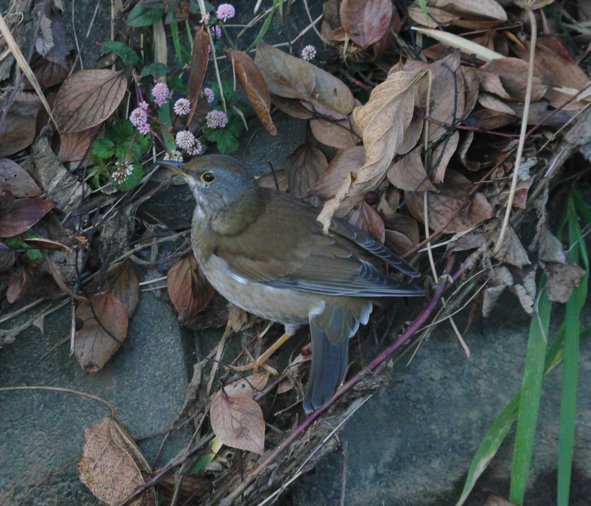 この野鳥の種類を教えてください！ by 鳥オンチ