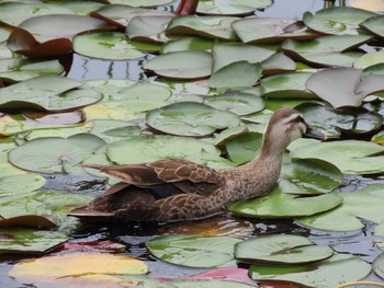 カルガモ 行船公園(東京都江戸川区) 2022年6月18日(土)