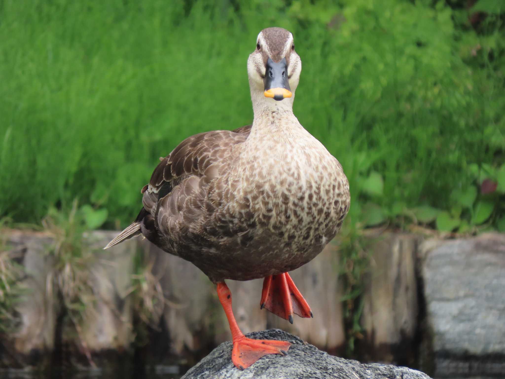 Eastern Spot-billed Duck