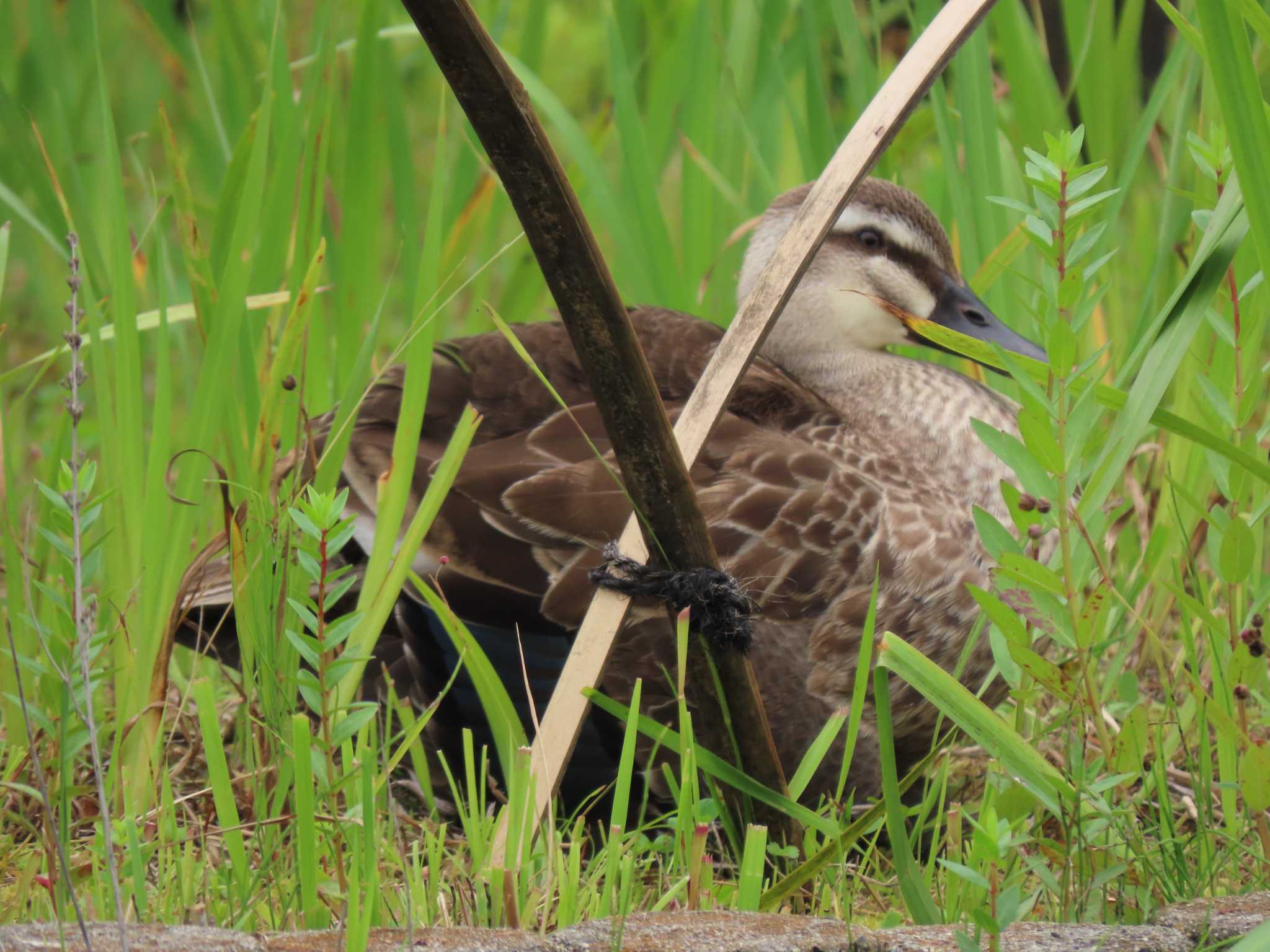 Eastern Spot-billed Duck