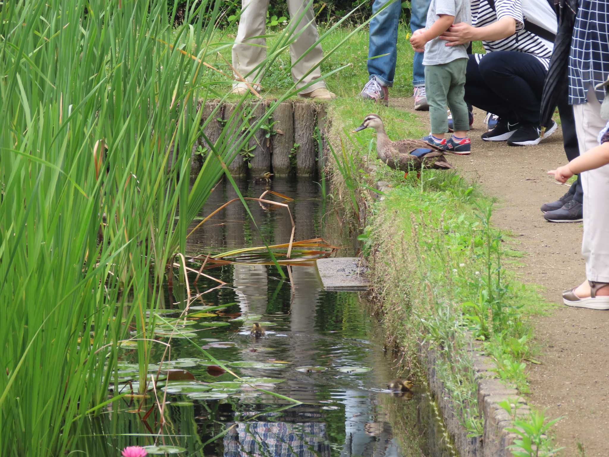 Photo of Eastern Spot-billed Duck at 行船公園(東京都江戸川区) by のぐち