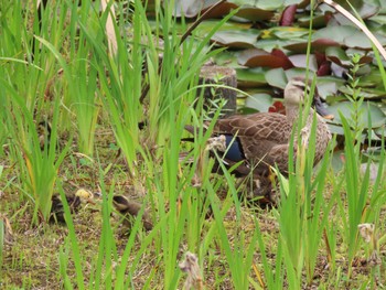 カルガモ 行船公園(東京都江戸川区) 2022年6月18日(土)