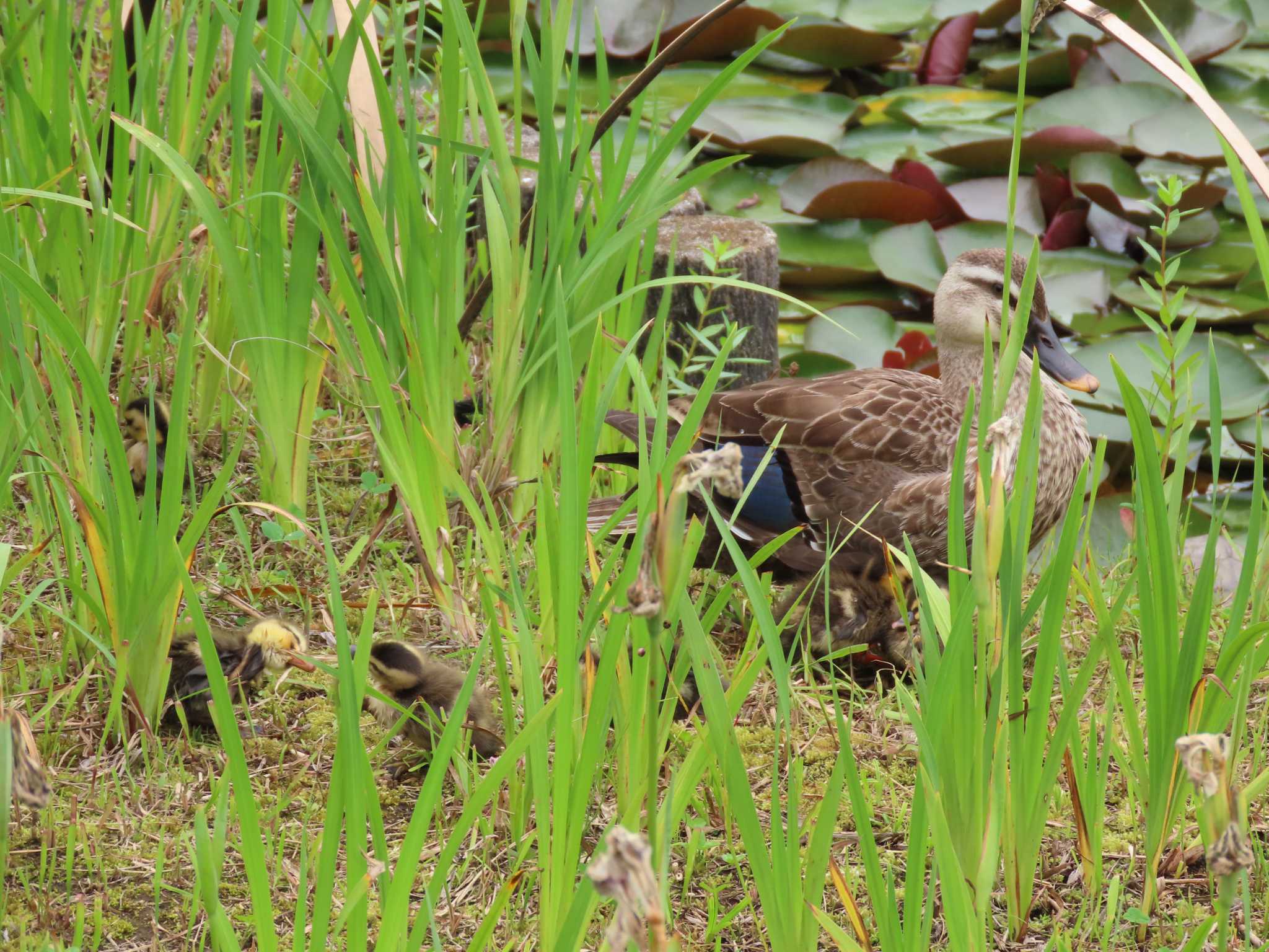 Photo of Eastern Spot-billed Duck at 行船公園(東京都江戸川区) by のぐち