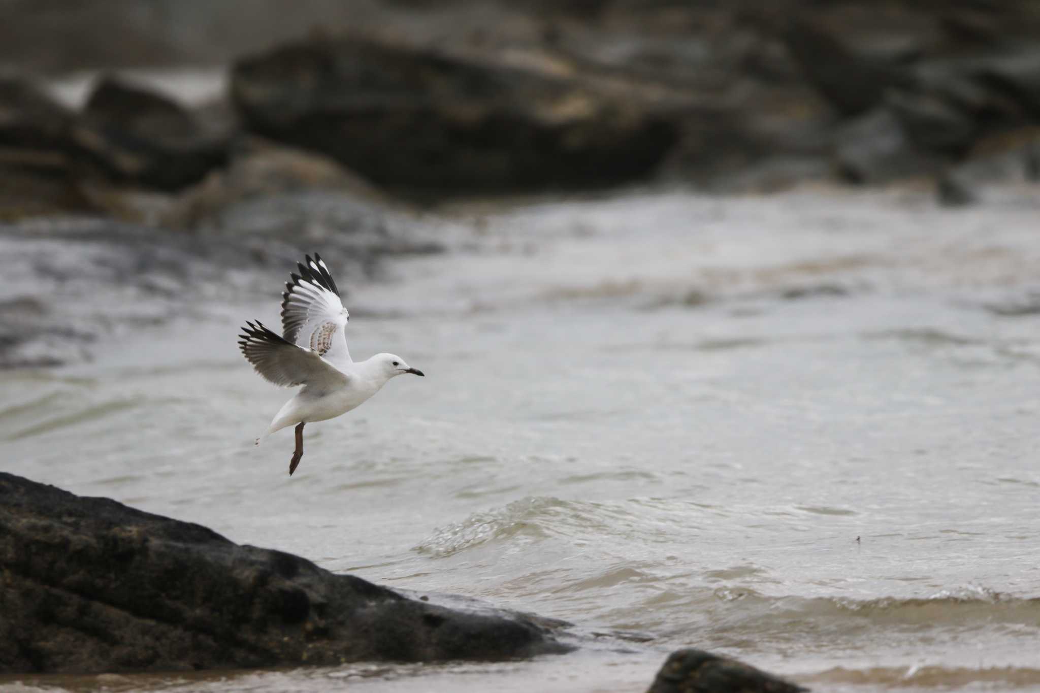 Photo of Silver Gull at Lorne Queenscliff Coastal Reserve by Trio