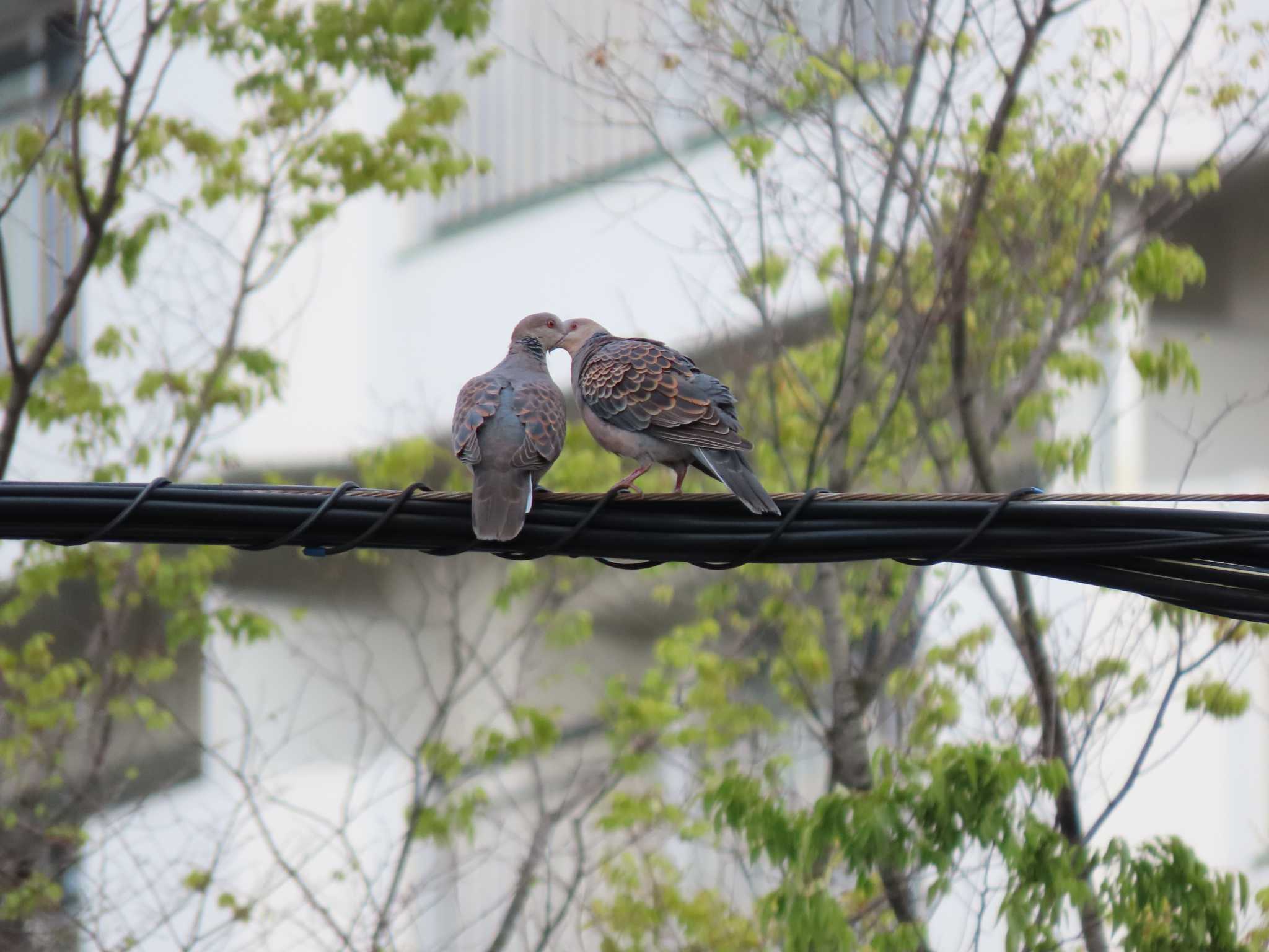 Oriental Turtle Dove