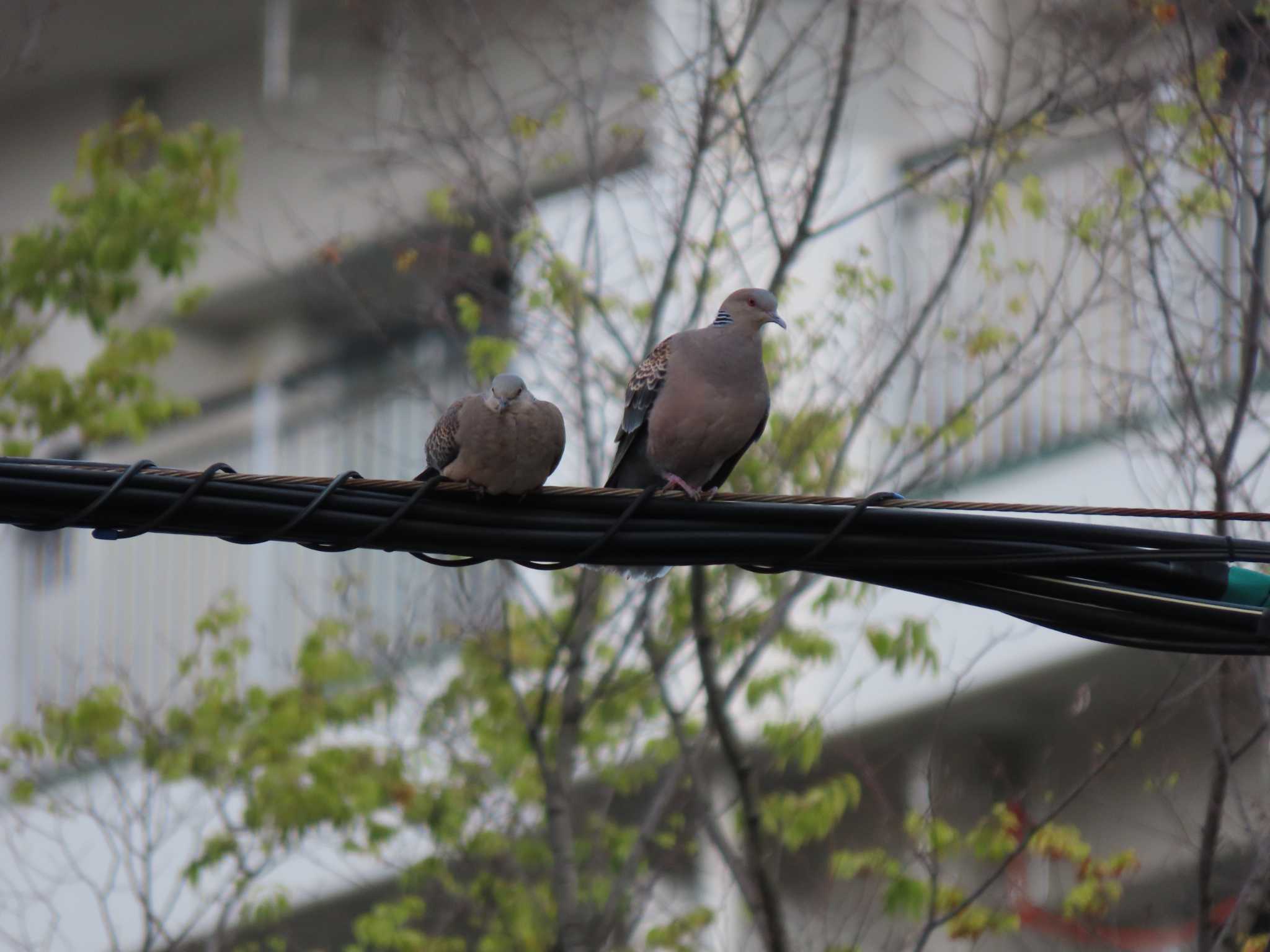Photo of Oriental Turtle Dove at 仙台堀川公園(江東区) by のぐち