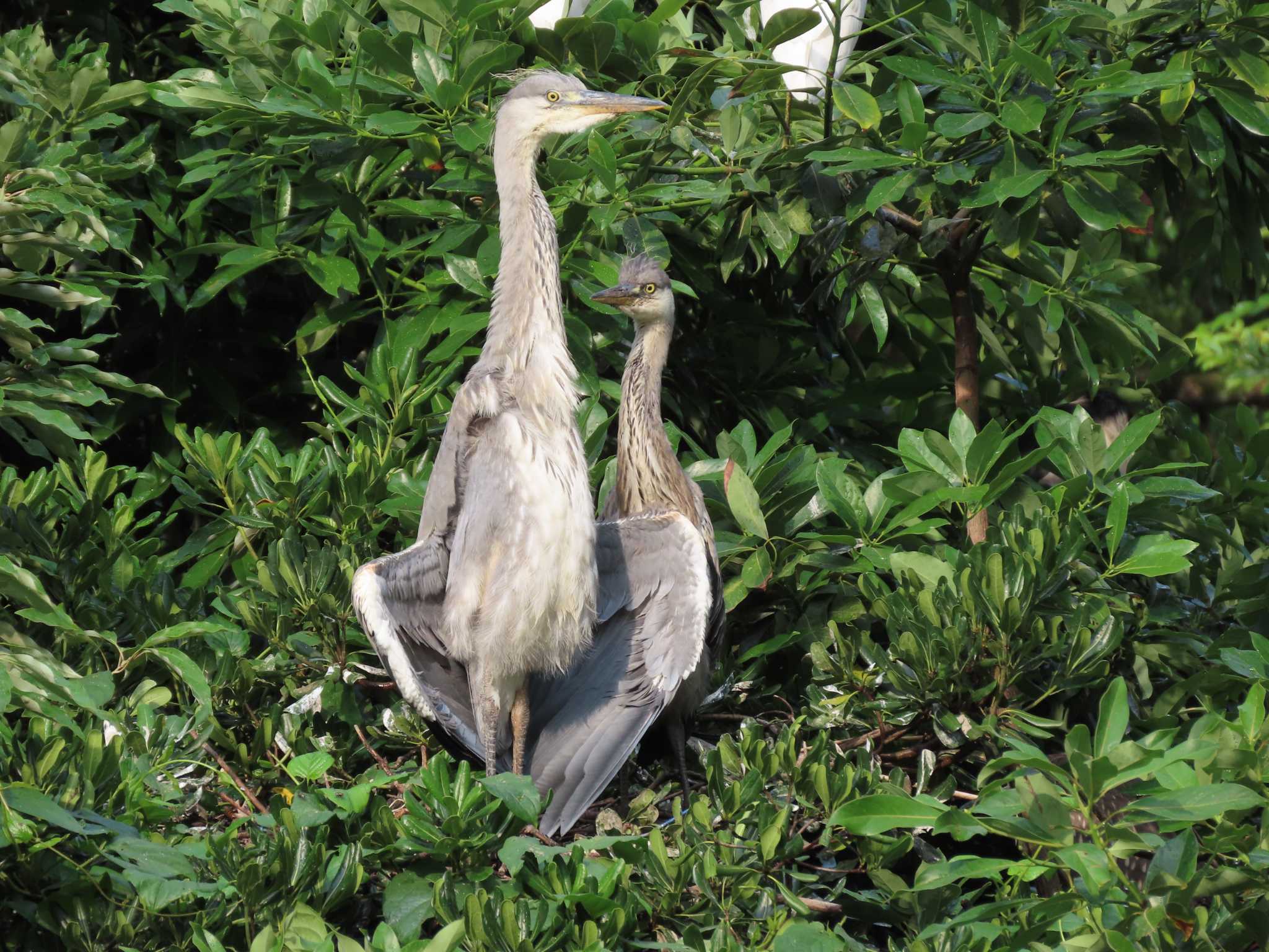 Grey Heron