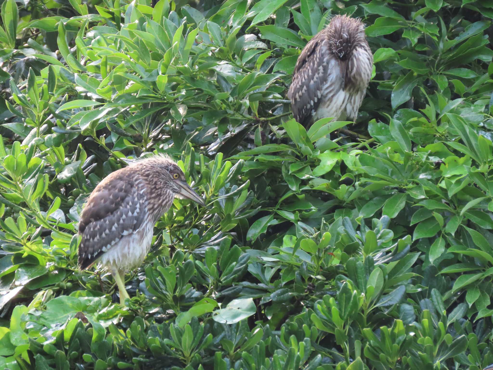 Black-crowned Night Heron