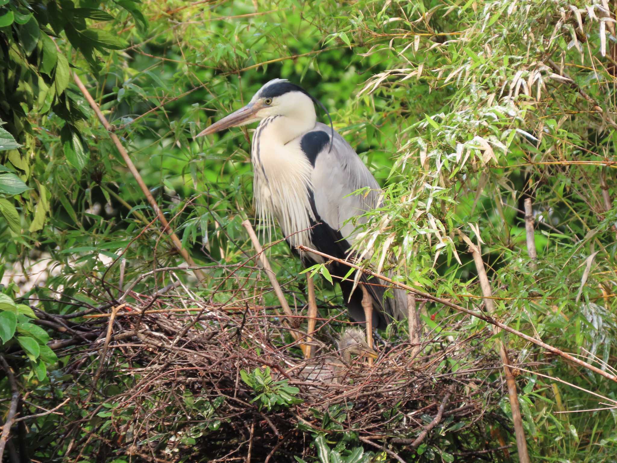 Grey Heron