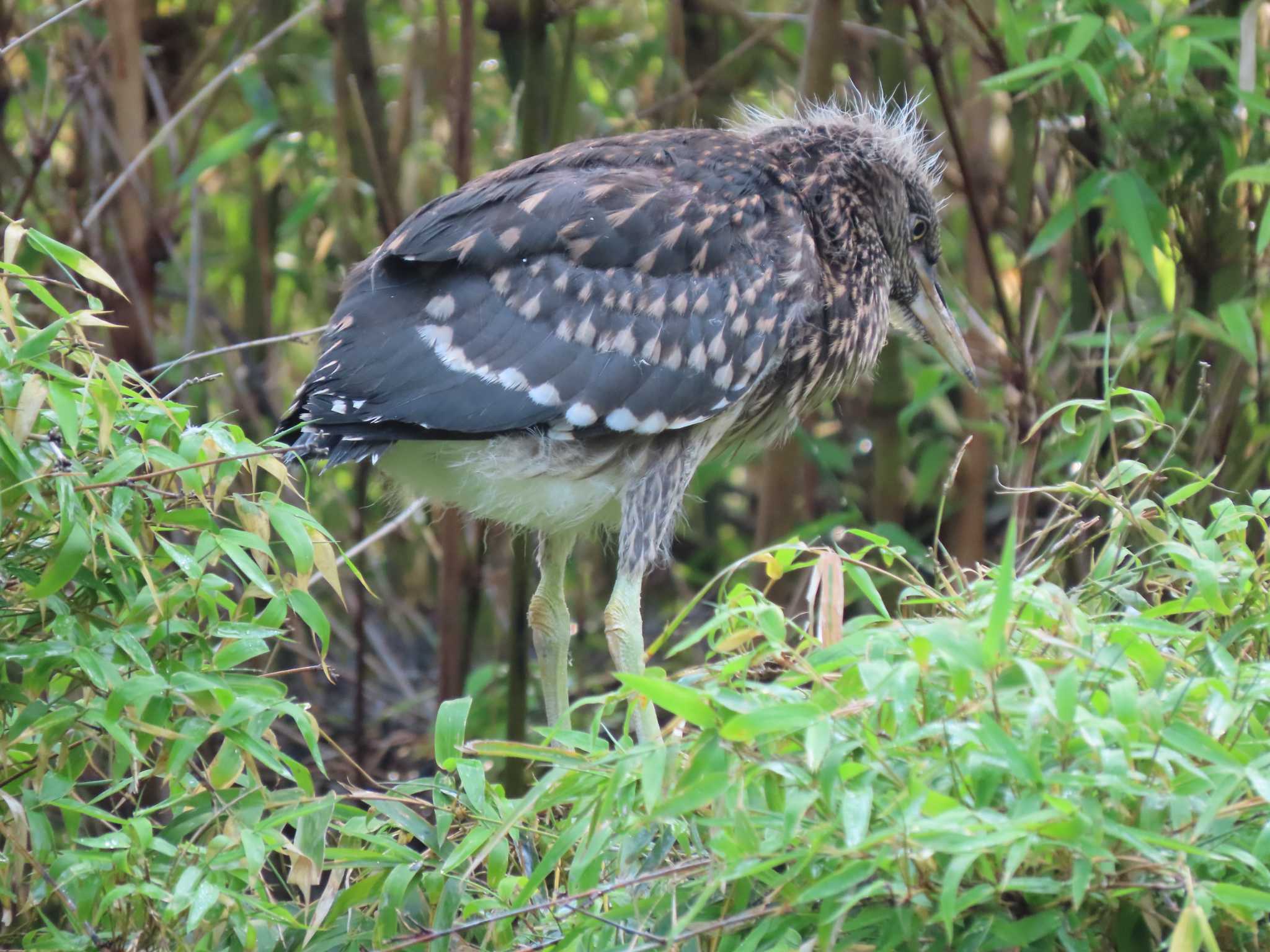 Photo of Black-crowned Night Heron at 仙台堀川公園(江東区) by のぐち