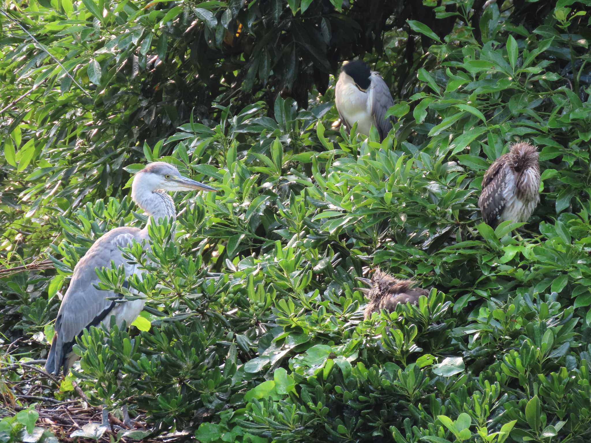 Black-crowned Night Heron