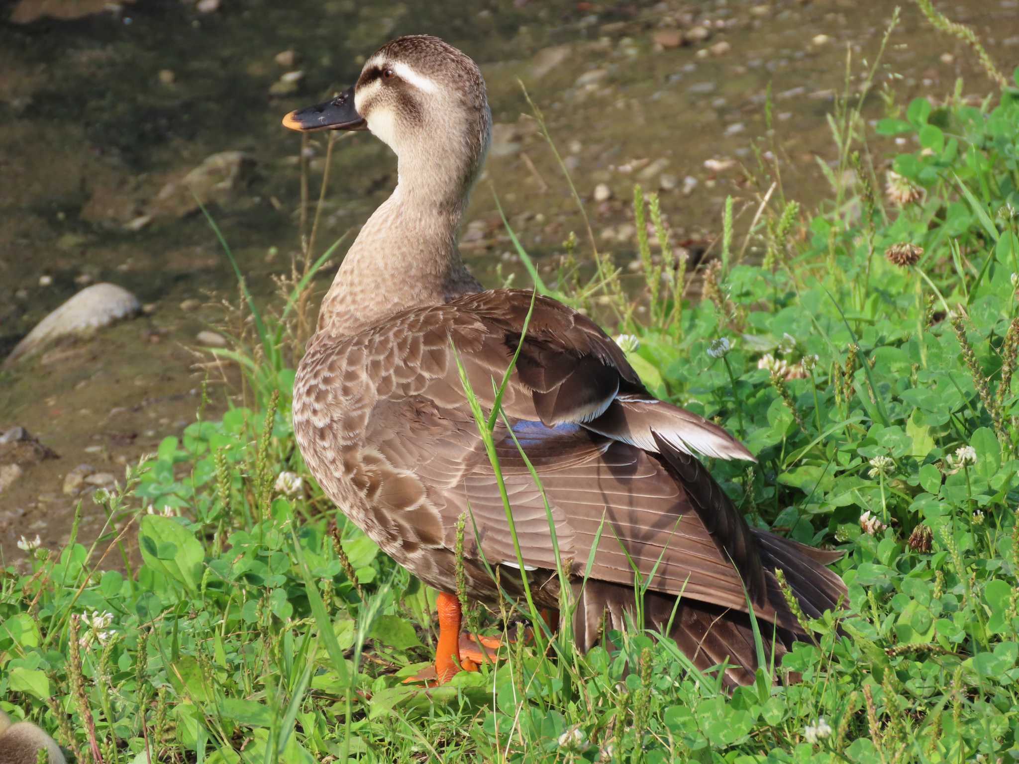 Eastern Spot-billed Duck