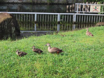 Eastern Spot-billed Duck 仙台堀川公園(江東区) Sun, 6/19/2022