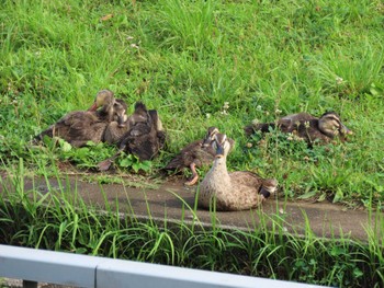 カルガモ 仙台堀川公園(江東区) 2022年6月19日(日)