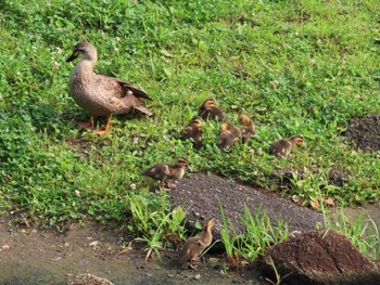 Eastern Spot-billed Duck 仙台堀川公園(江東区) Sun, 6/19/2022