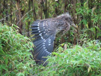 Black-crowned Night Heron 仙台堀川公園(江東区) Sun, 6/19/2022