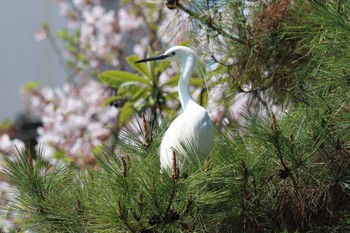 コサギ 夙川河川敷緑地(夙川公園) 2022年4月10日(日)