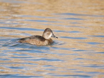 Ring-necked Duck Shin-yokohama Park Wed, 1/3/2018