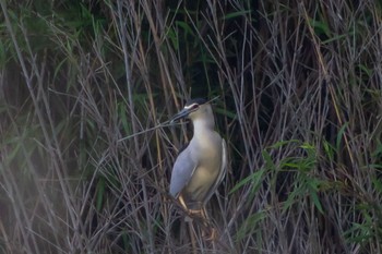 Black-crowned Night Heron はまぼう公園 Sun, 6/19/2022