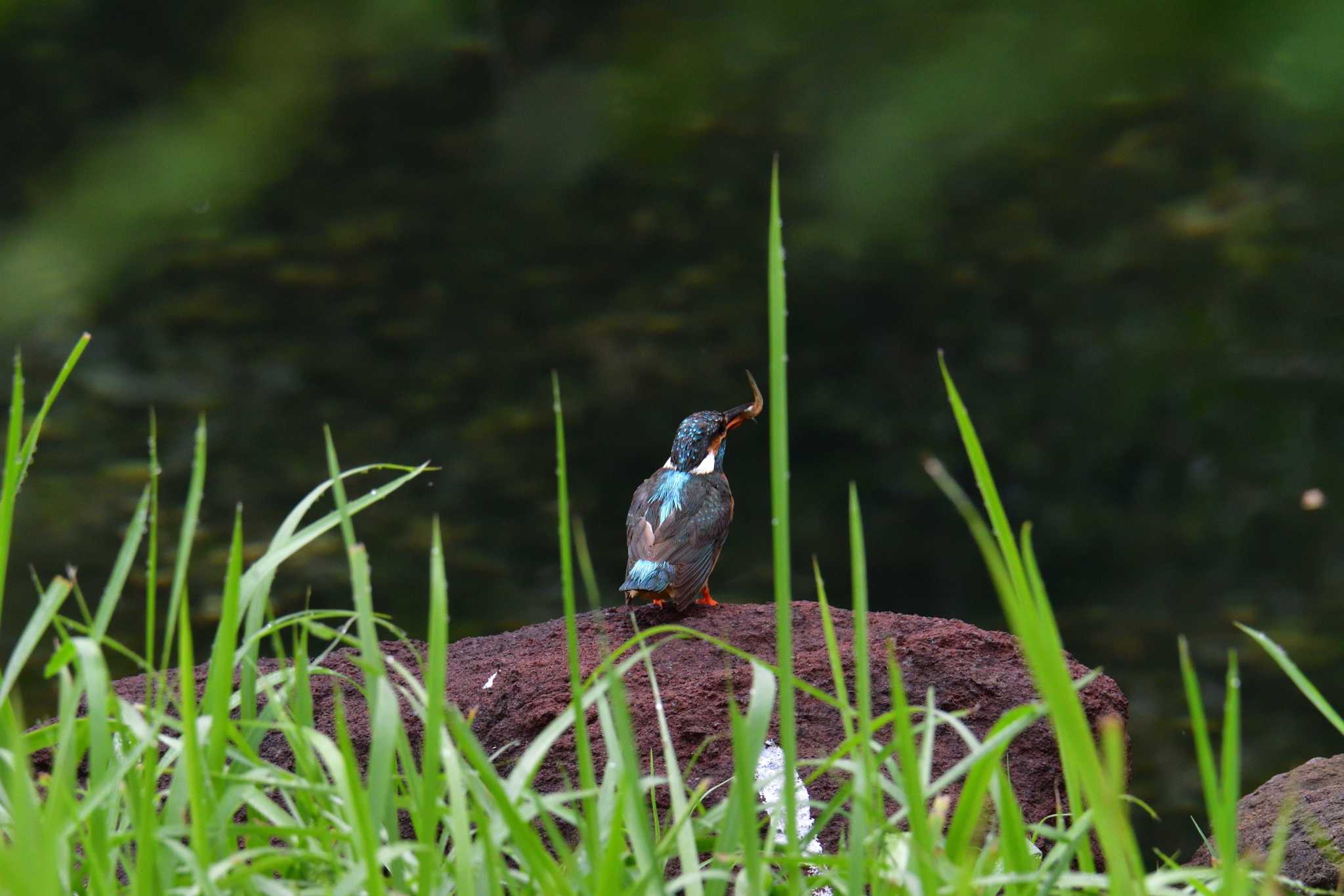 カワセミ