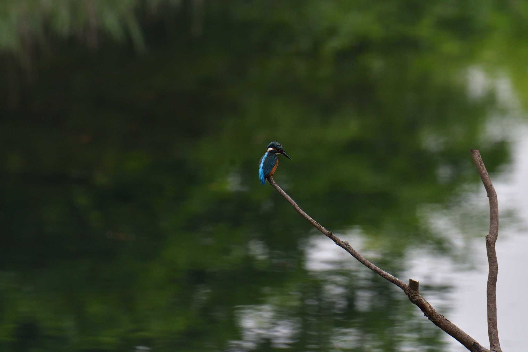 長浜公園 カワセミの写真 by やなさん