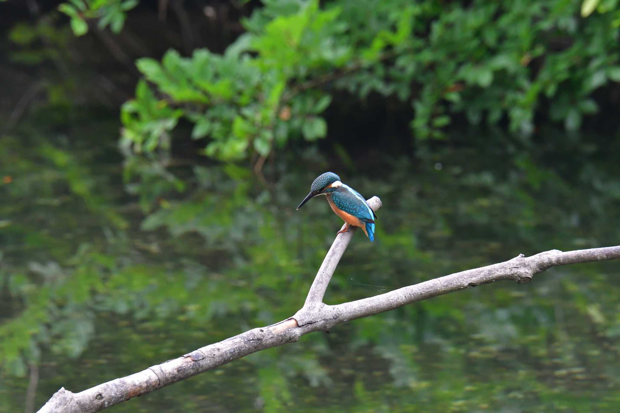 長浜公園 カワセミの写真 by やなさん