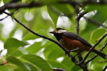 2022年6月18日(土) 長浜公園の野鳥観察記録