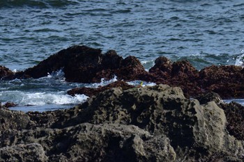 Sun, 6/19/2022 Birding report at Terugasaki Beach