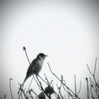 Ashy Minivet 森林公園くつきの森 Sat, 6/18/2022