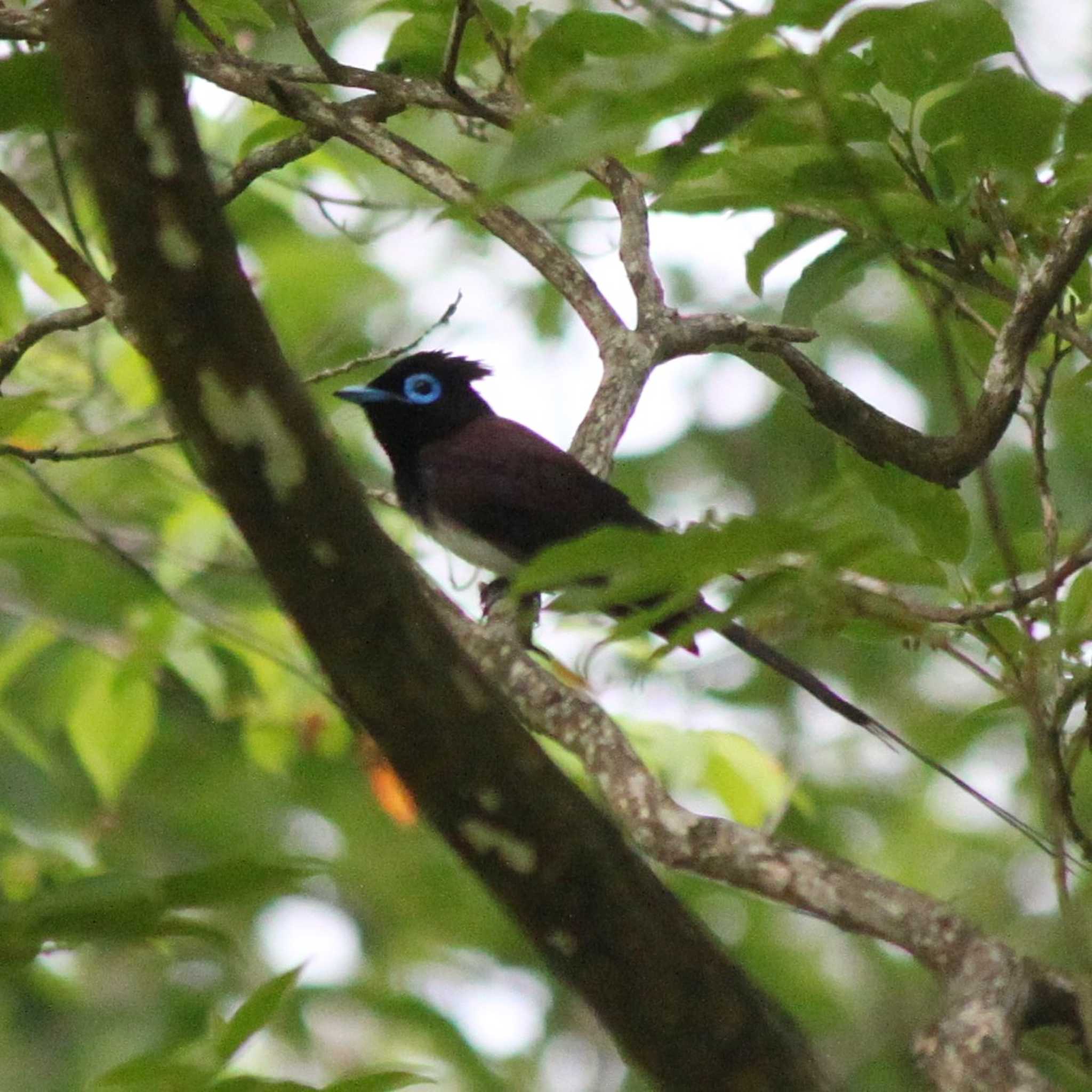 Photo of Black Paradise Flycatcher at 森林公園くつきの森 by utau_tori