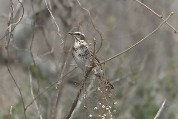 ツグミ 三重県上野森林公園 2018年1月5日(金)