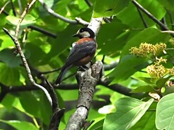 Varied Tit 横浜市 Mon, 6/20/2022