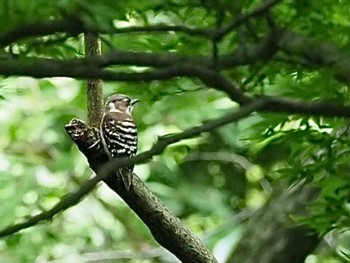 Japanese Pygmy Woodpecker 横浜市 Mon, 6/20/2022