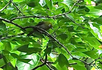 Warbling White-eye 横浜市 Mon, 6/20/2022