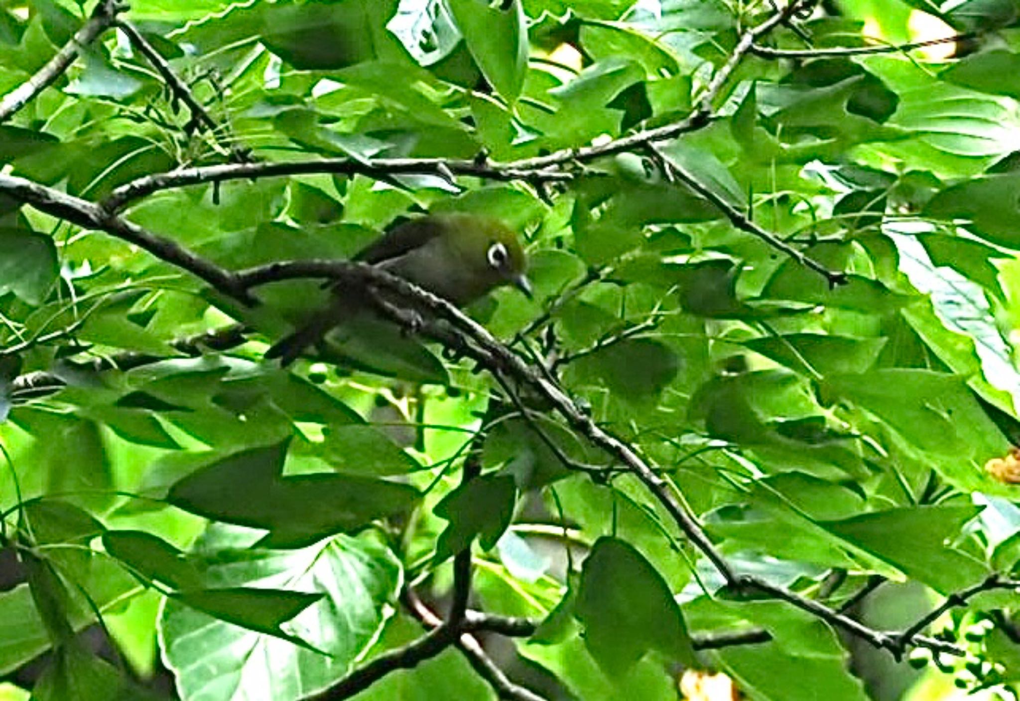 Photo of Warbling White-eye at 横浜市 by カルル