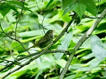 Japanese Bush Warbler 横浜市 Mon, 6/20/2022