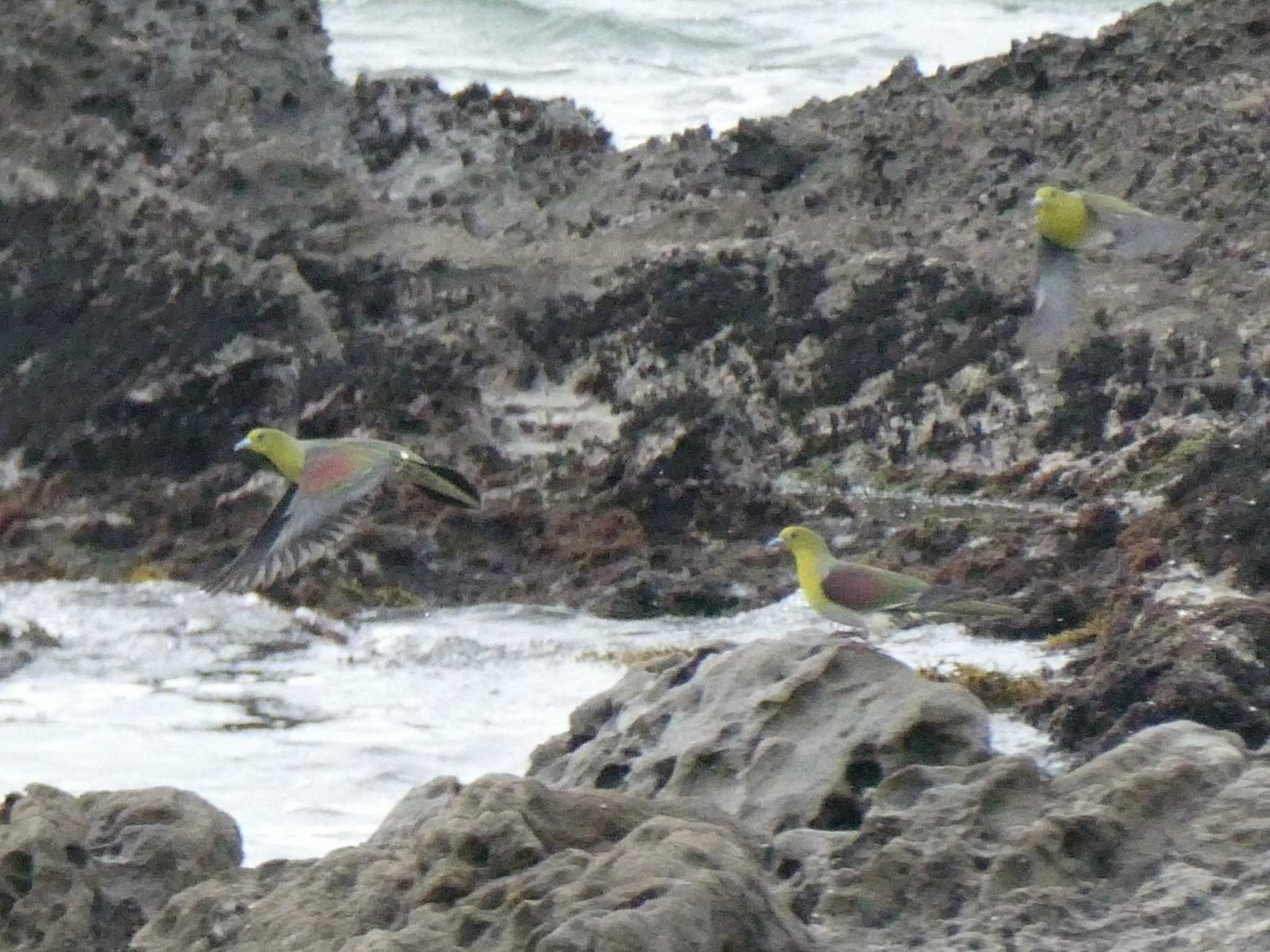 Photo of White-bellied Green Pigeon at Terugasaki Beach by 塩昆布長