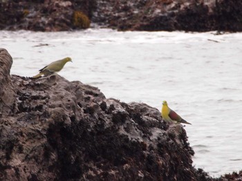 White-bellied Green Pigeon Terugasaki Beach Sun, 6/12/2022