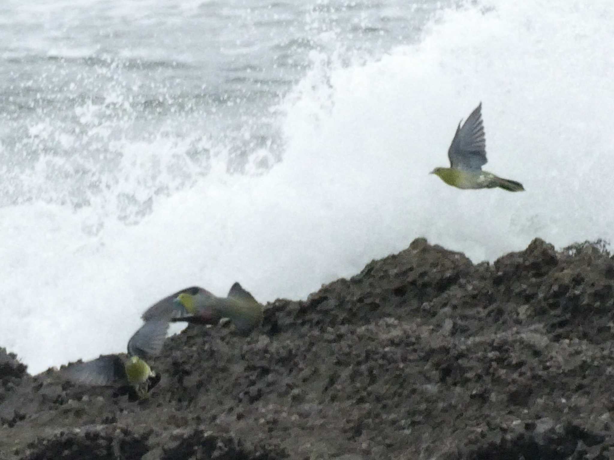 White-bellied Green Pigeon