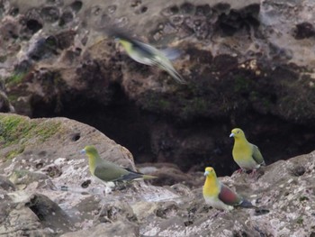 White-bellied Green Pigeon Terugasaki Beach Sun, 6/12/2022