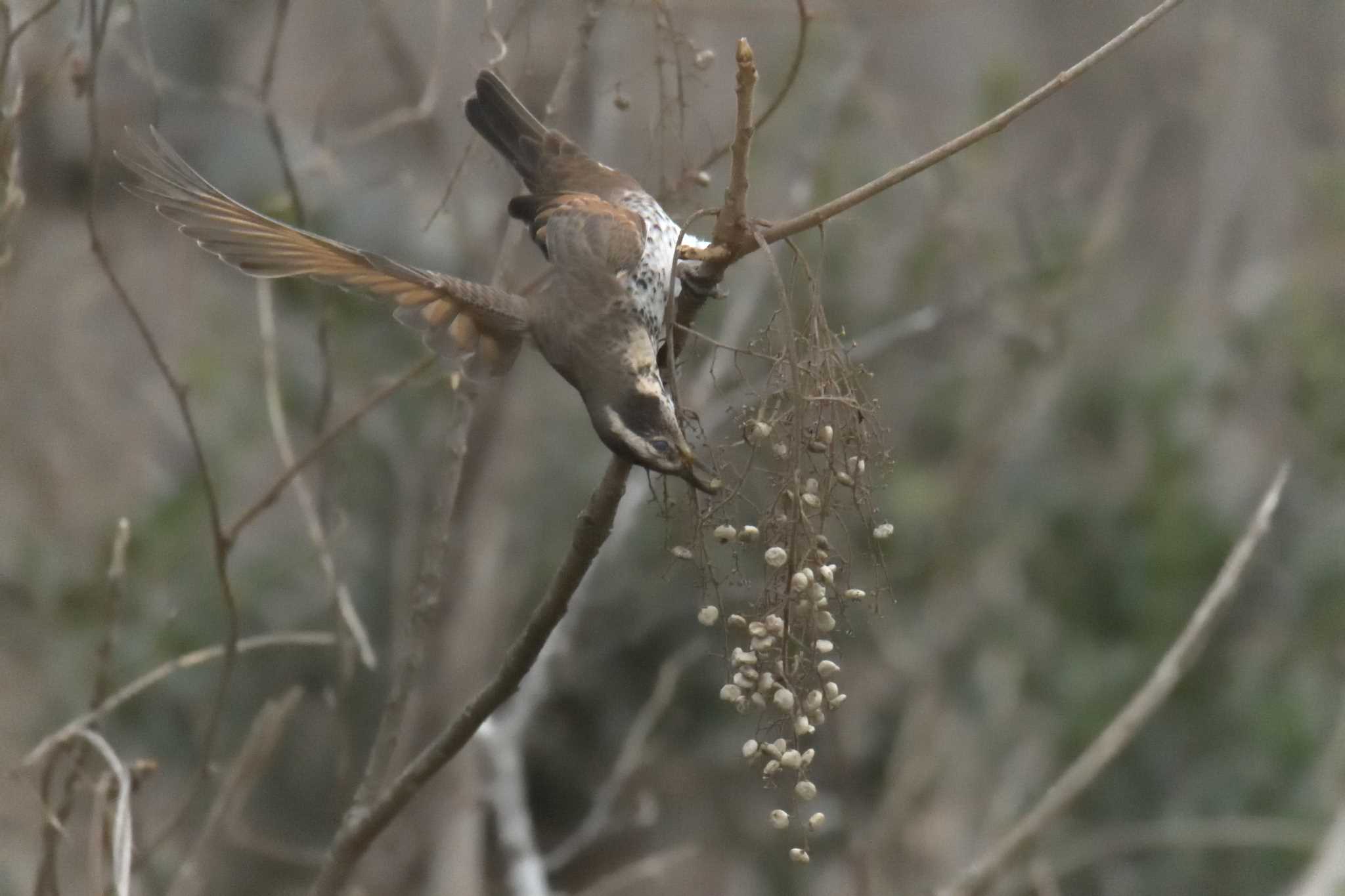 Dusky Thrush