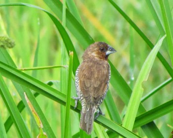 Scaly-breasted Munia Langkawi Island(General Area) Unknown Date