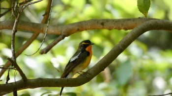 Narcissus Flycatcher 箕面山 Sun, 6/19/2022