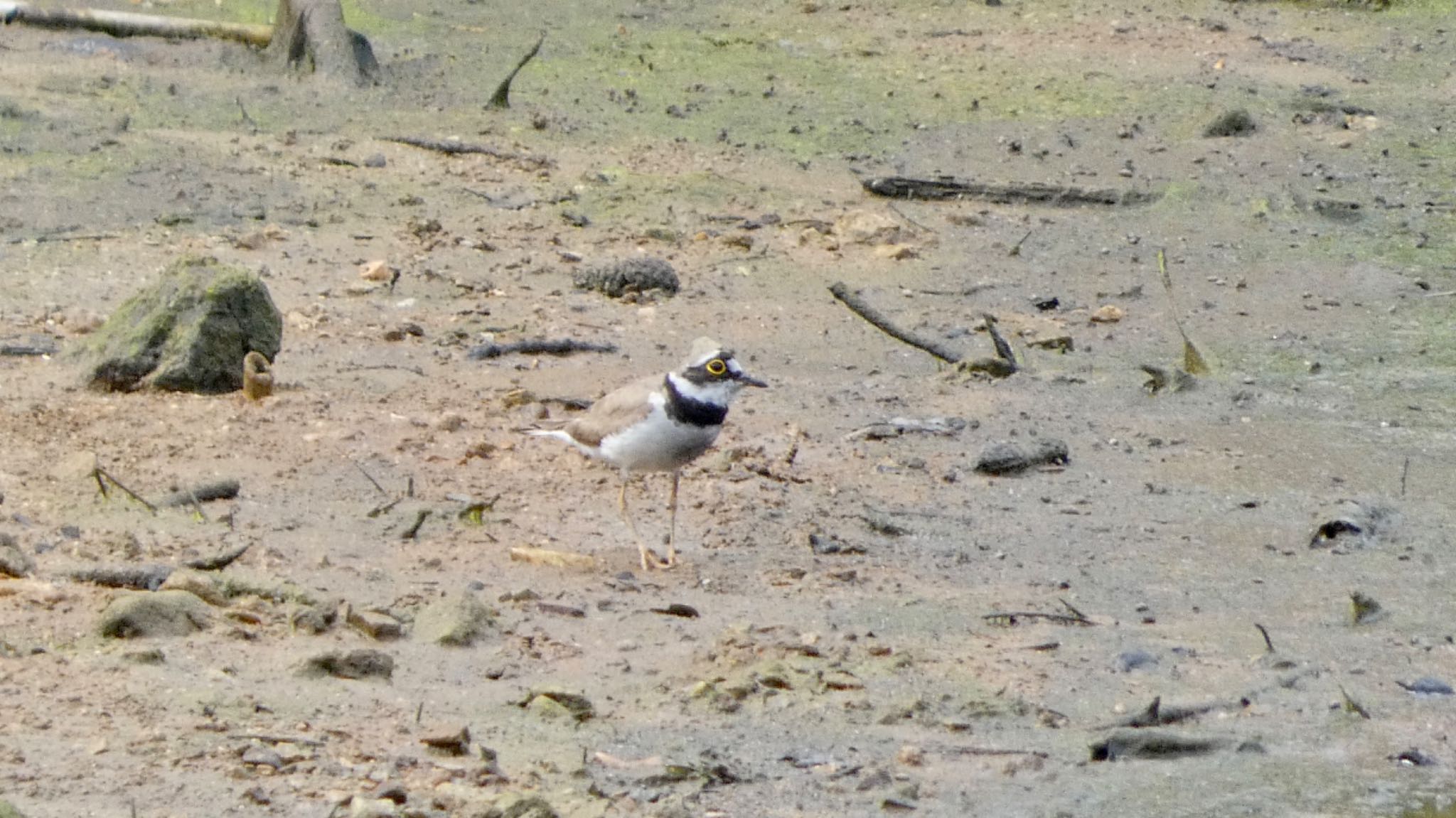 Photo of Little Ringed Plover at Arima Fuji Park by 洗濯バサミ