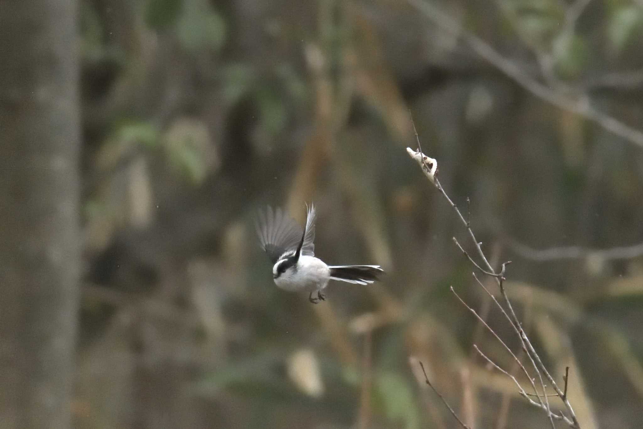 Long-tailed Tit